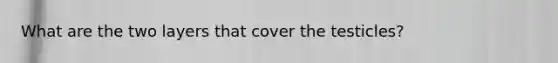 What are the two layers that cover the testicles?