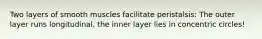 Two layers of smooth muscles facilitate peristalsis: The outer layer runs longitudinal, the inner layer lies in concentric circles!