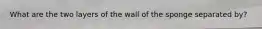 What are the two layers of the wall of the sponge separated by?