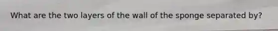 What are the two layers of the wall of the sponge separated by?