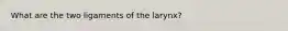 What are the two ligaments of the larynx?