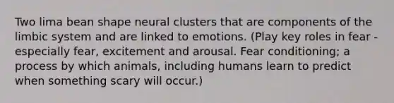 Two lima bean shape neural clusters that are components of the limbic system and are linked to emotions. (Play key roles in fear - especially fear, excitement and arousal. Fear conditioning; a process by which animals, including humans learn to predict when something scary will occur.)