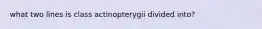 what two lines is class actinopterygii divided into?