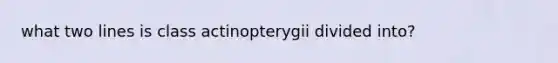 what two lines is class actinopterygii divided into?