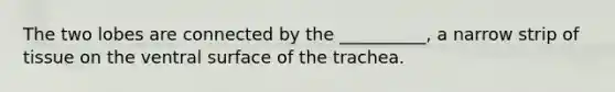 The two lobes are connected by the __________, a narrow strip of tissue on the ventral surface of the trachea.