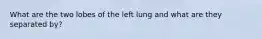 What are the two lobes of the left lung and what are they separated by?