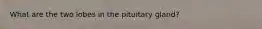 What are the two lobes in the pituitary gland?