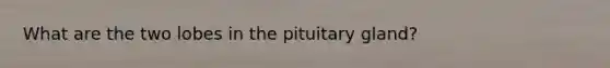 What are the two lobes in the pituitary gland?