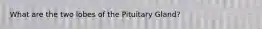 What are the two lobes of the Pituitary Gland?