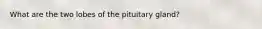 What are the two lobes of the pituitary gland?