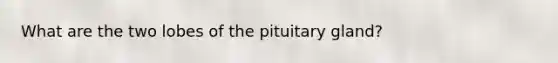 What are the two lobes of the pituitary gland?