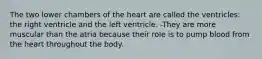 The two lower chambers of the heart are called the ventricles: the right ventricle and the left ventricle. -They are more muscular than the atria because their role is to pump blood from the heart throughout the body.