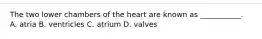 The two lower chambers of the heart are known as ___________. A. atria B. ventricles C. atrium D. valves