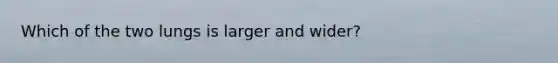 Which of the two lungs is larger and wider?