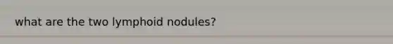 what are the two lymphoid nodules?