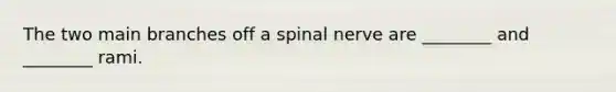 The two main branches off a spinal nerve are ________ and ________ rami.