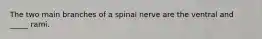 The two main branches of a spinal nerve are the ventral and _____ rami.