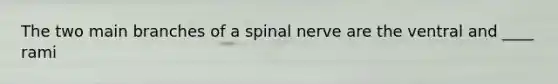 The two main branches of a spinal nerve are the ventral and ____ rami