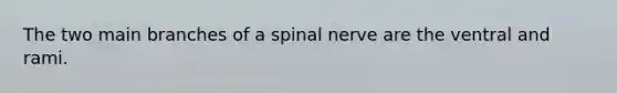 The two main branches of a spinal nerve are the ventral and rami.