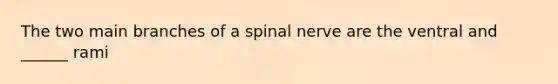 The two main branches of a spinal nerve are the ventral and ______ rami