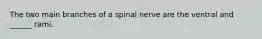 The two main branches of a spinal nerve are the ventral and ______ rami.