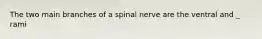 The two main branches of a spinal nerve are the ventral and _ rami