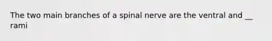 The two main branches of a spinal nerve are the ventral and __ rami