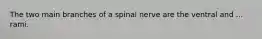 The two main branches of a spinal nerve are the ventral and ... rami.