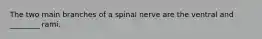 The two main branches of a spinal nerve are the ventral and ________ rami.