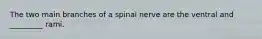 The two main branches of a spinal nerve are the ventral and _________ rami.