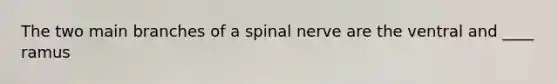 The two main branches of a spinal nerve are the ventral and ____ ramus