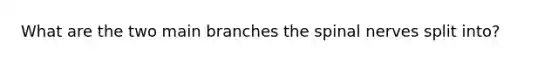 What are the two main branches the <a href='https://www.questionai.com/knowledge/kyBL1dWgAx-spinal-nerves' class='anchor-knowledge'>spinal nerves</a> split into?