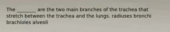 The ________ are the two main branches of the trachea that stretch between the trachea and the lungs. radiuses bronchi brachioles alveoli