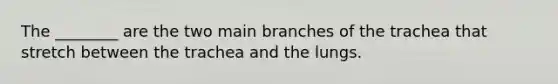 The ________ are the two main branches of the trachea that stretch between the trachea and the lungs.