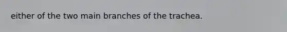 either of the two main branches of the trachea.