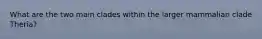 What are the two main clades within the larger mammalian clade Theria?