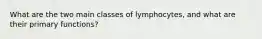 What are the two main classes of lymphocytes, and what are their primary functions?