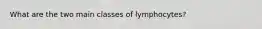 What are the two main classes of lymphocytes?