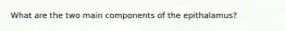 What are the two main components of the epithalamus?