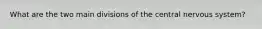 What are the two main divisions of the central nervous system?