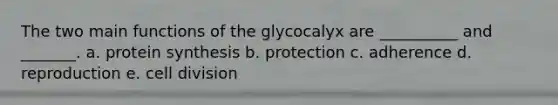 The two main functions of the glycocalyx are __________ and _______. a. protein synthesis b. protection c. adherence d. reproduction e. cell division