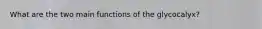 What are the two main functions of the glycocalyx?
