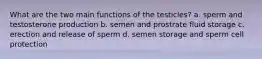 What are the two main functions of the testicles? a. sperm and testosterone production b. semen and prostrate fluid storage c. erection and release of sperm d. semen storage and sperm cell protection