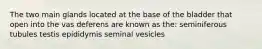 The two main glands located at the base of the bladder that open into the vas deferens are known as the: seminiferous tubules testis epididymis seminal vesicles