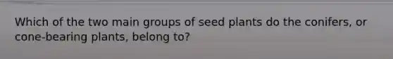 Which of the two main groups of seed plants do the conifers, or cone-bearing plants, belong to?