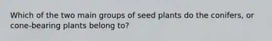 Which of the two main groups of seed plants do the conifers, or cone-bearing plants belong to?