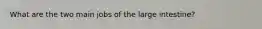 What are the two main jobs of the large intestine?
