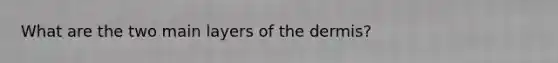 What are the two main layers of the dermis?