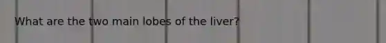 What are the two main lobes of the liver?