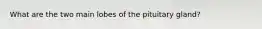 What are the two main lobes of the pituitary gland?